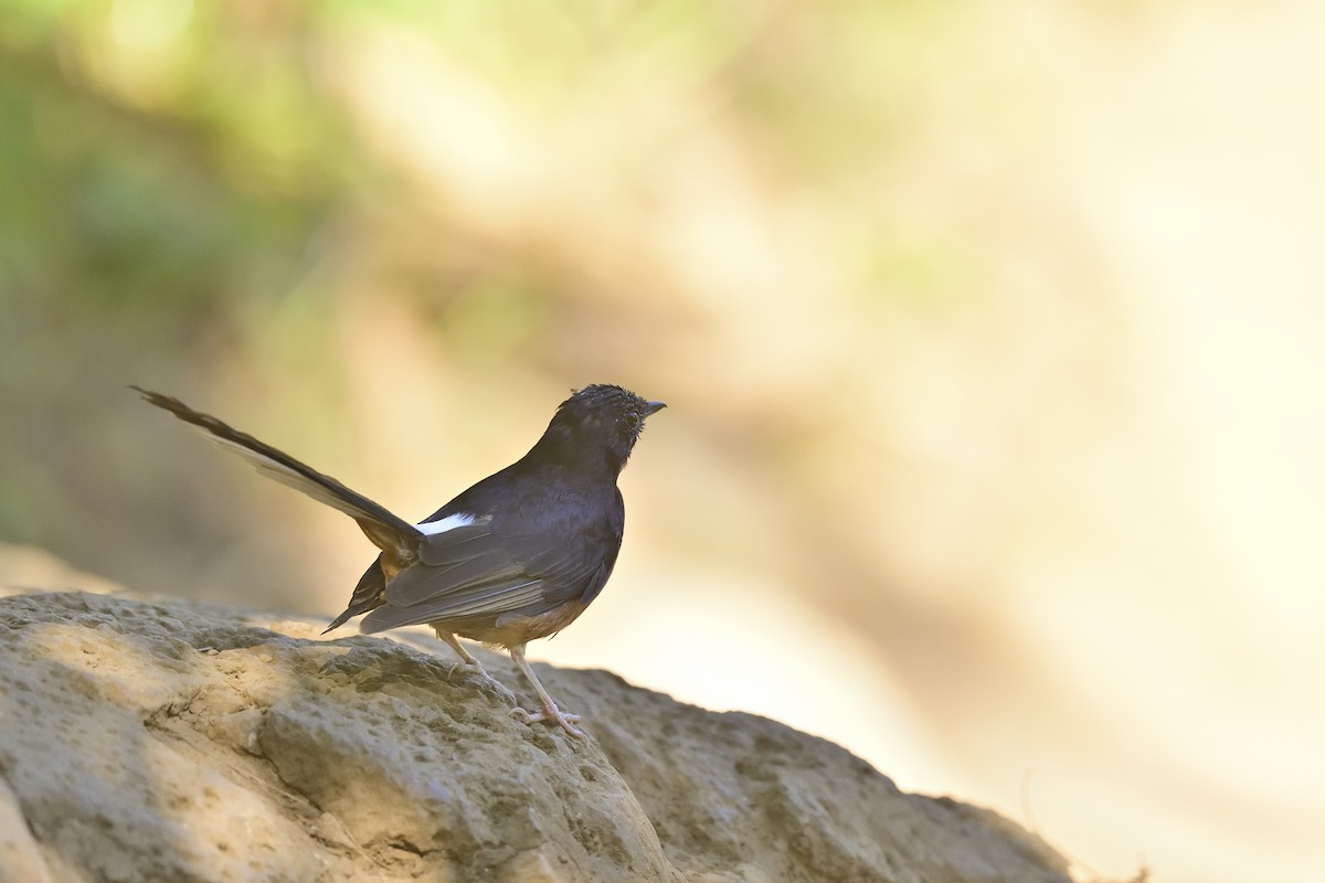 White-rumped Shama - ML640783186