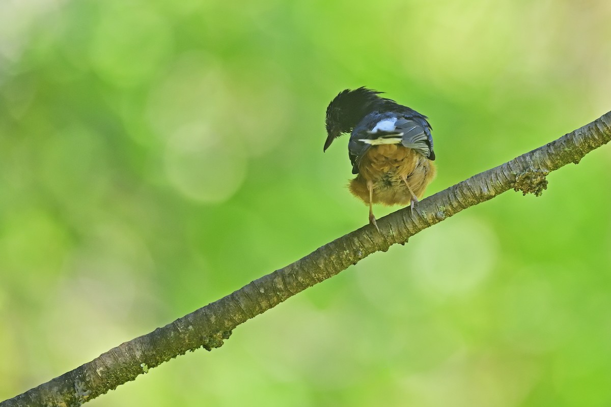 White-rumped Shama - ML640783188