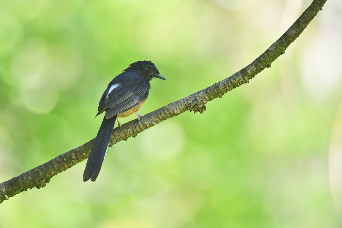White-rumped Shama - ML640783189