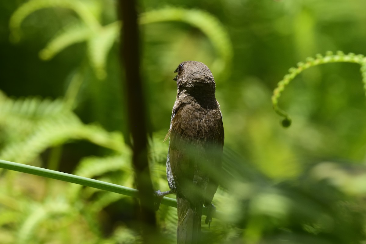 Scaly-breasted Munia - ML640783212
