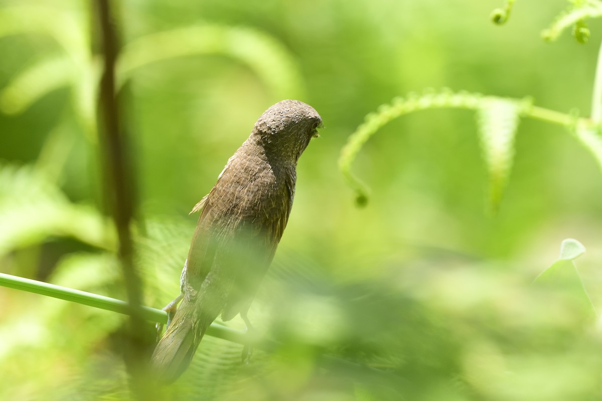 Scaly-breasted Munia - ML640783213