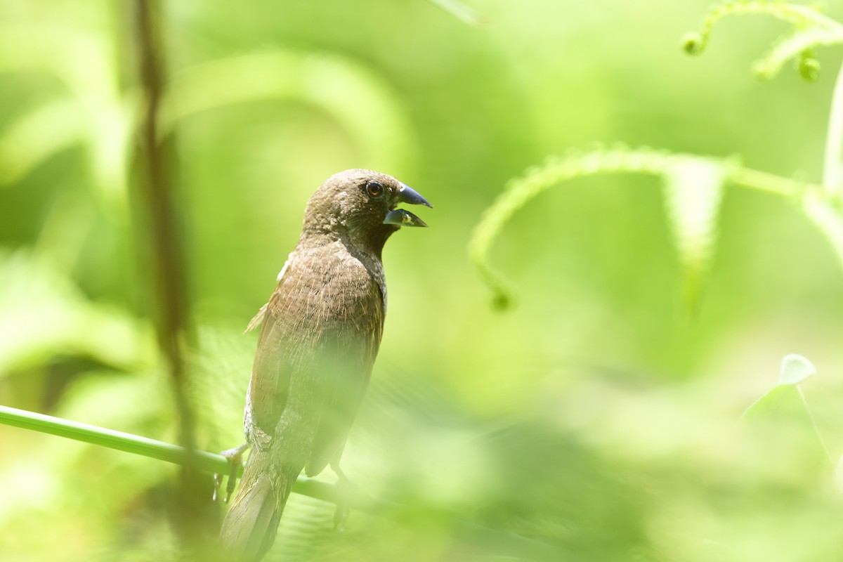 Scaly-breasted Munia - ML640783214