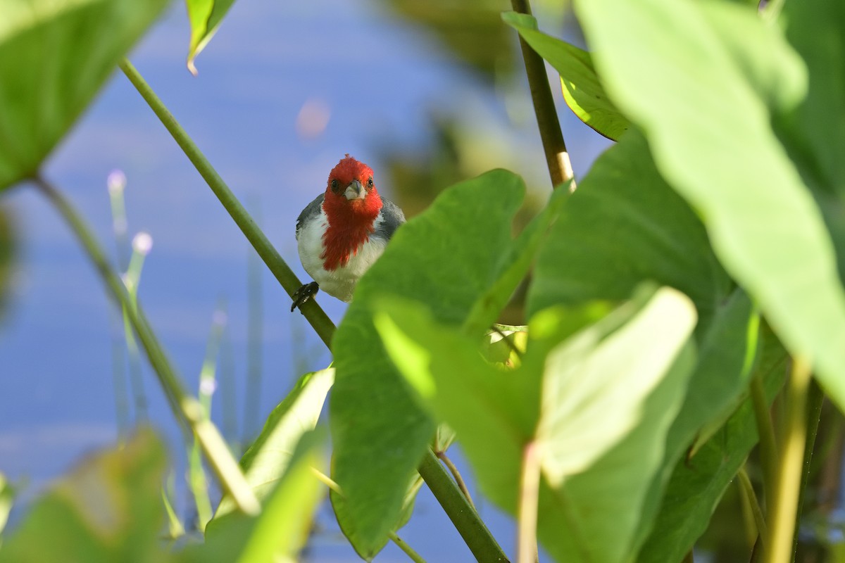 Red-crested Cardinal - ML640783224