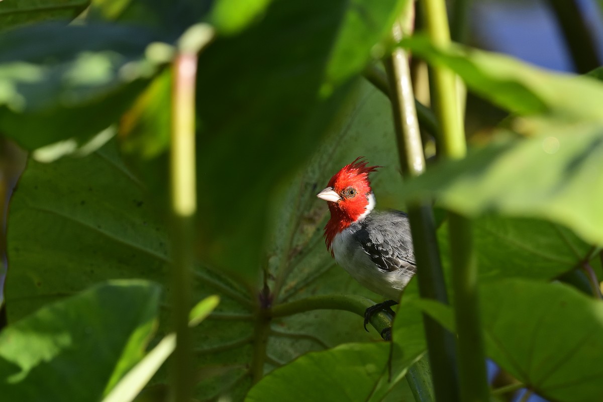 Red-crested Cardinal - ML640783225