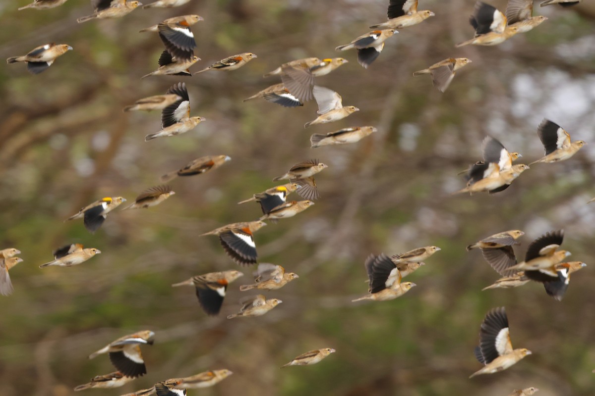 ハジロホウオウ - ML640783291