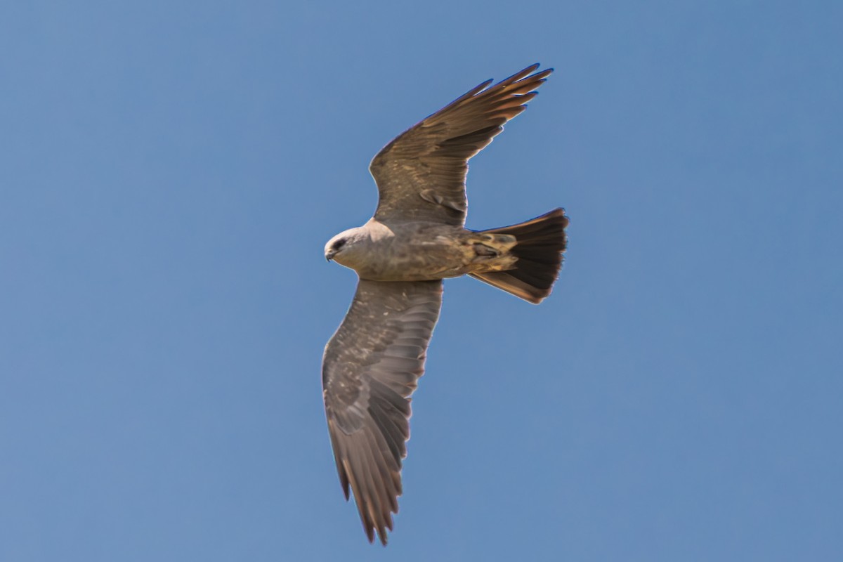 Mississippi Kite - ML640783298