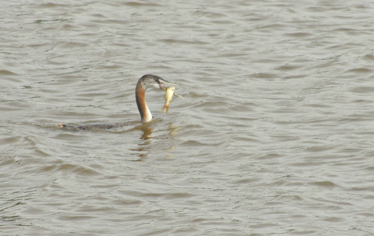 Great Grebe - ML640783353