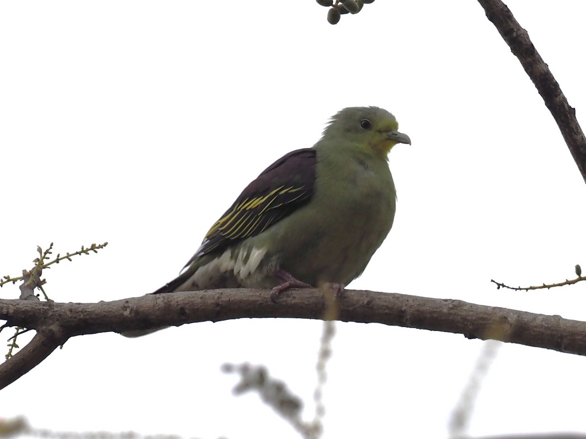 Sri Lanka Green-Pigeon - ML640783384