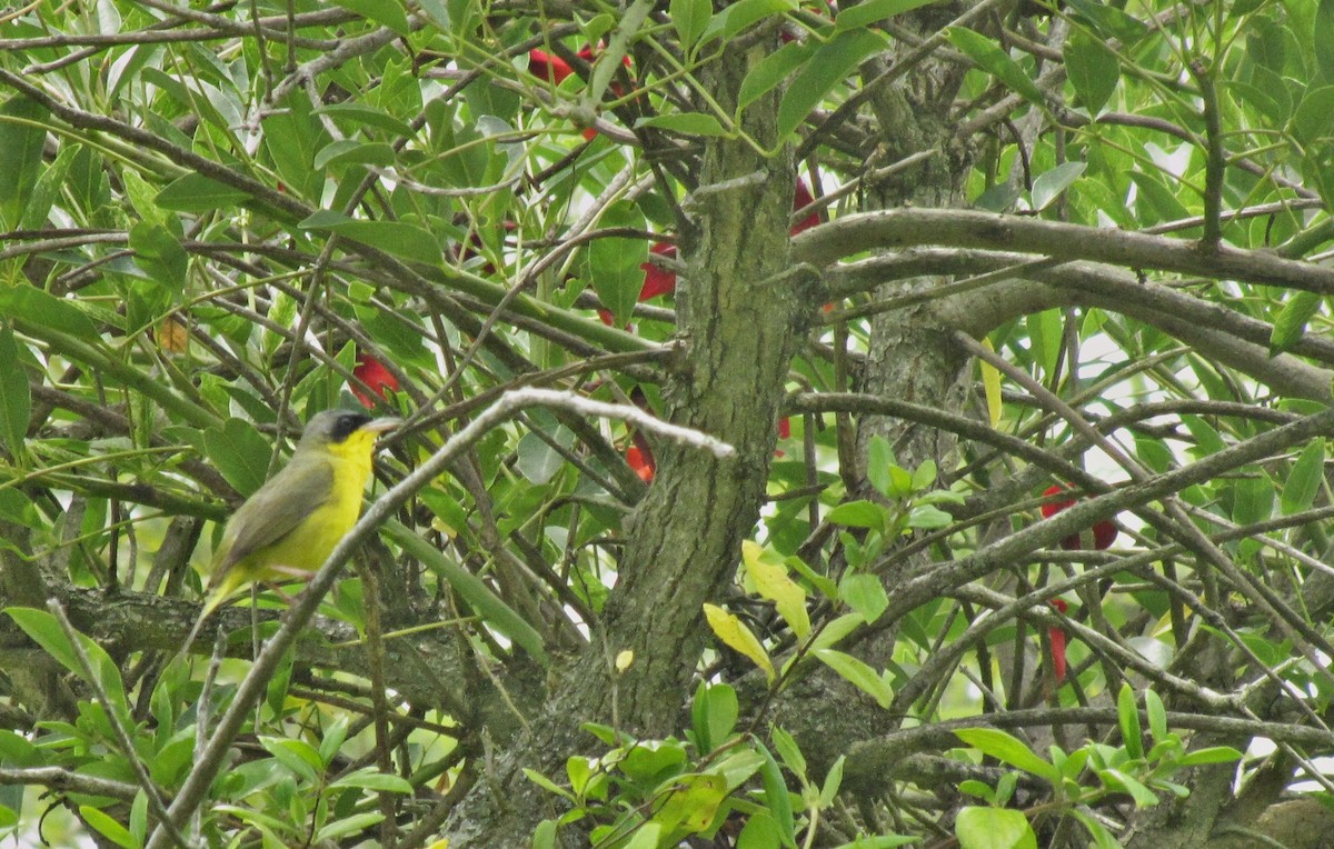 Southern Yellowthroat - ML640783427