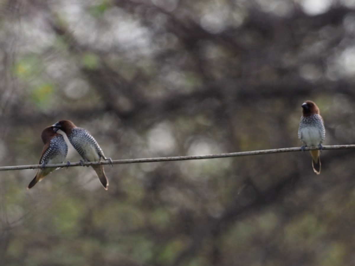 Scaly-breasted Munia - ML640783437