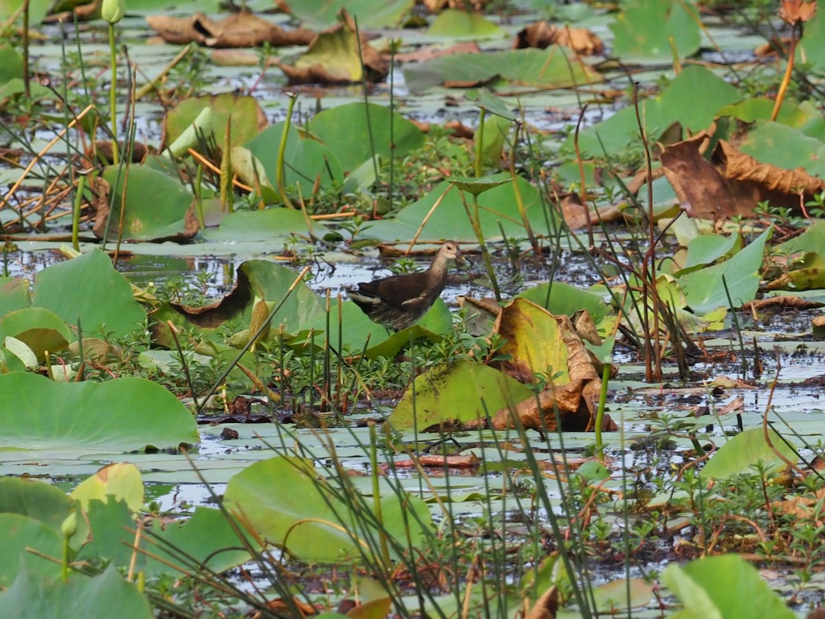 Eurasian Moorhen - ML640783479