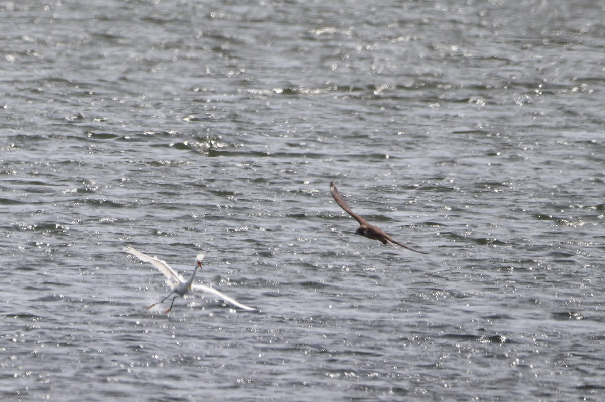 Эгэл шонхор - ML640783488