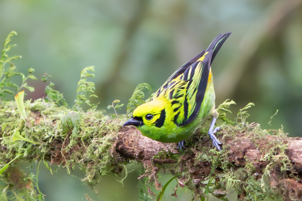 Emerald Tanager - ML640783499