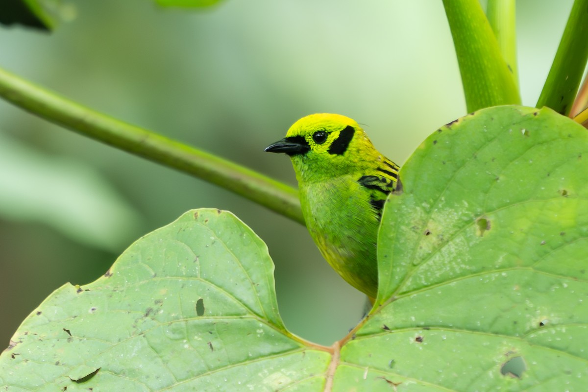 Emerald Tanager - ML640783500