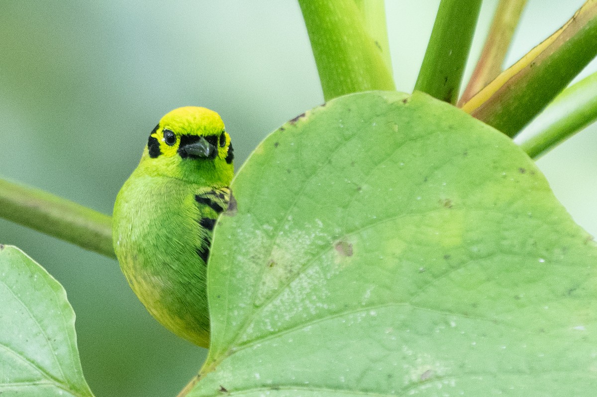 Emerald Tanager - ML640783501