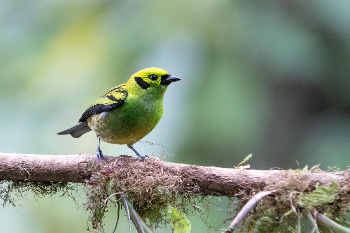 Emerald Tanager - ML640783502