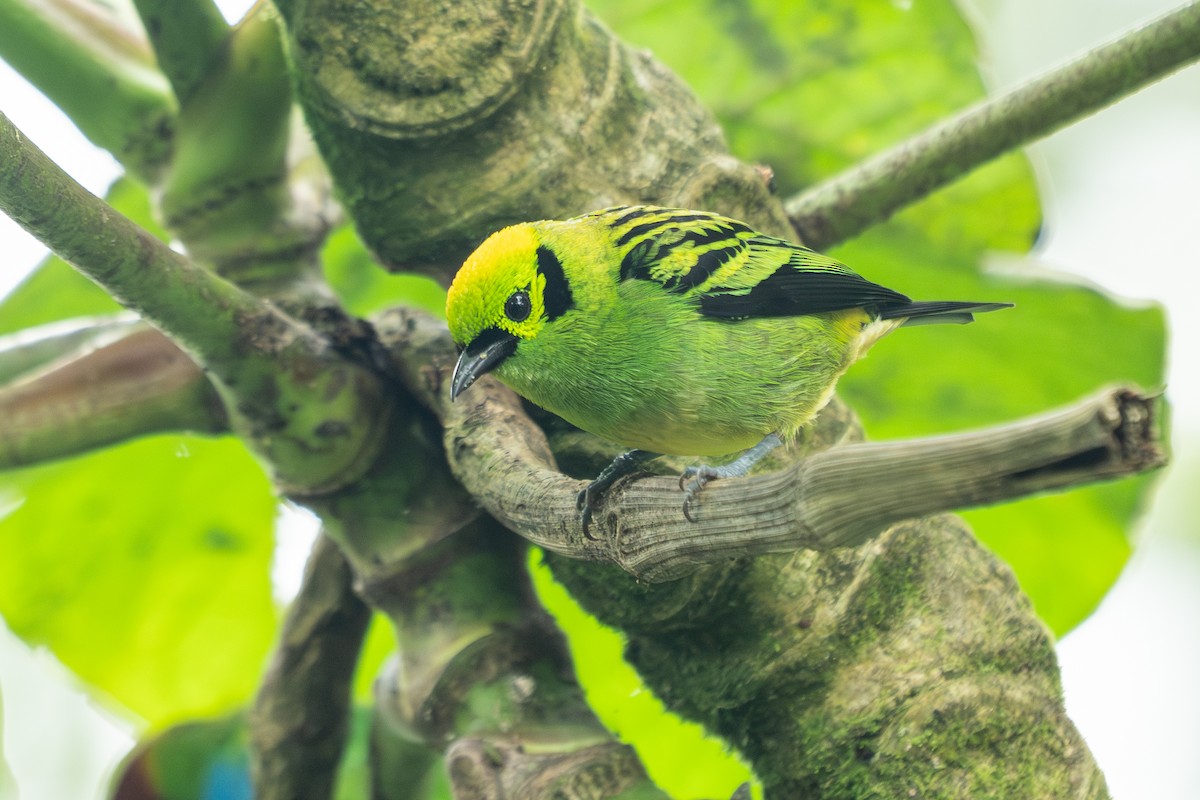 Emerald Tanager - ML640783503