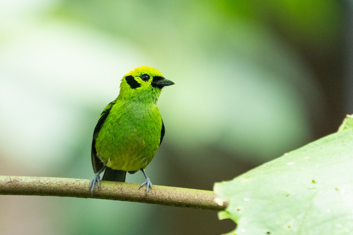 Emerald Tanager - ML640783504