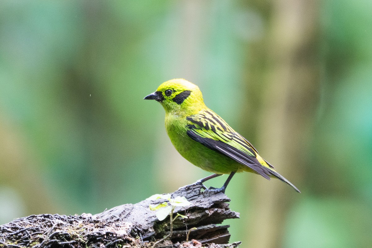 Emerald Tanager - ML640783505