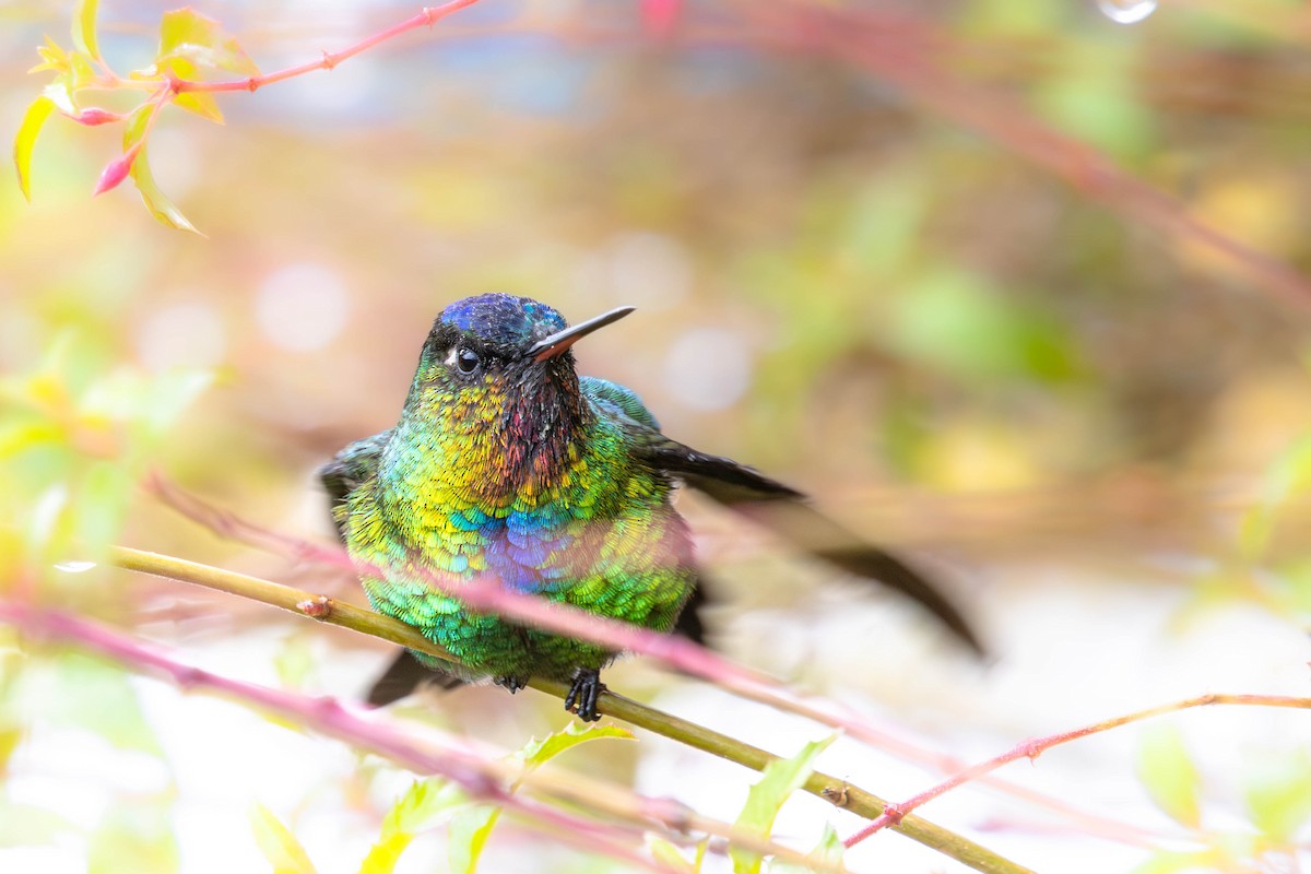 Fiery-throated Hummingbird - ML640783527