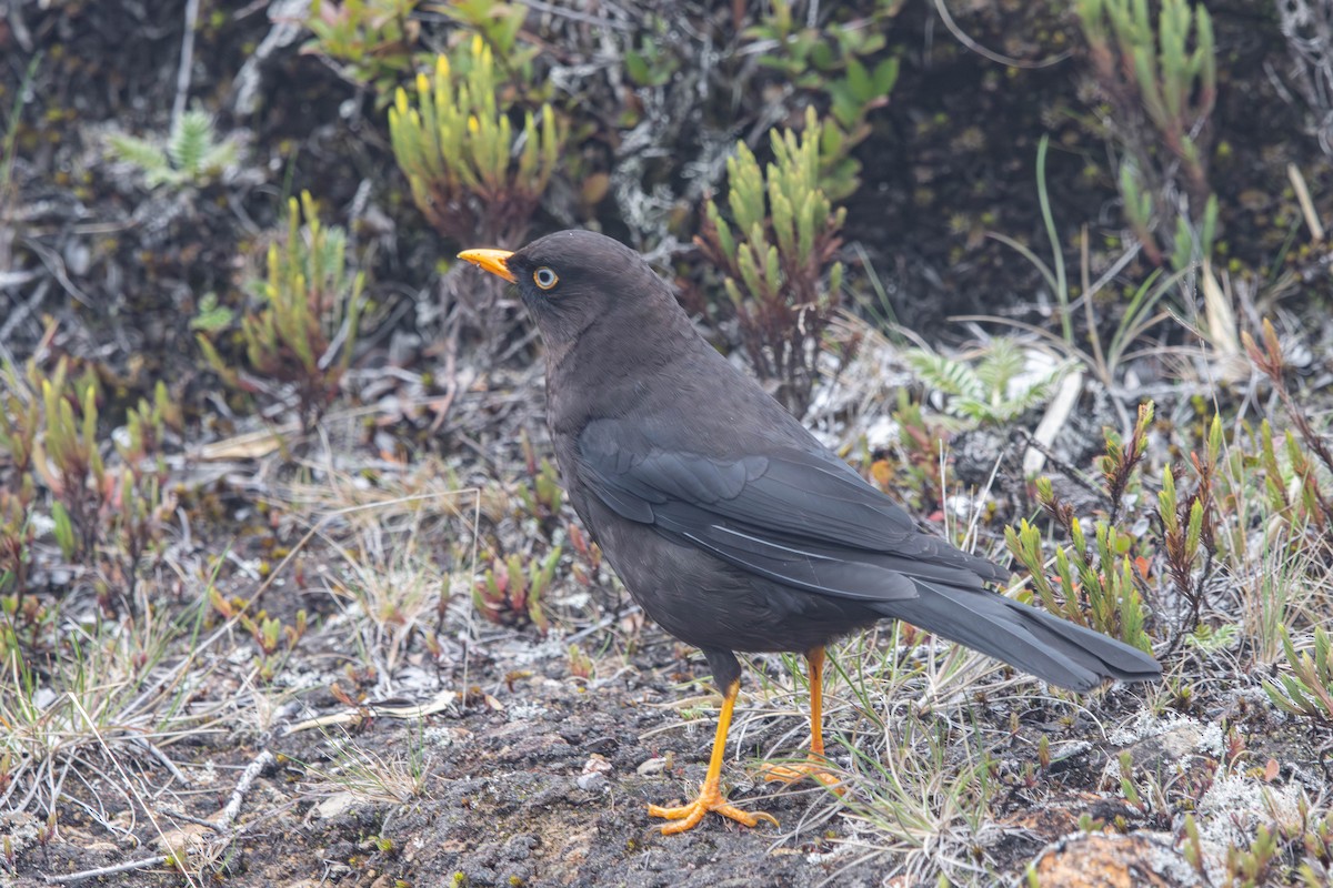 Sooty Thrush - ML640783589