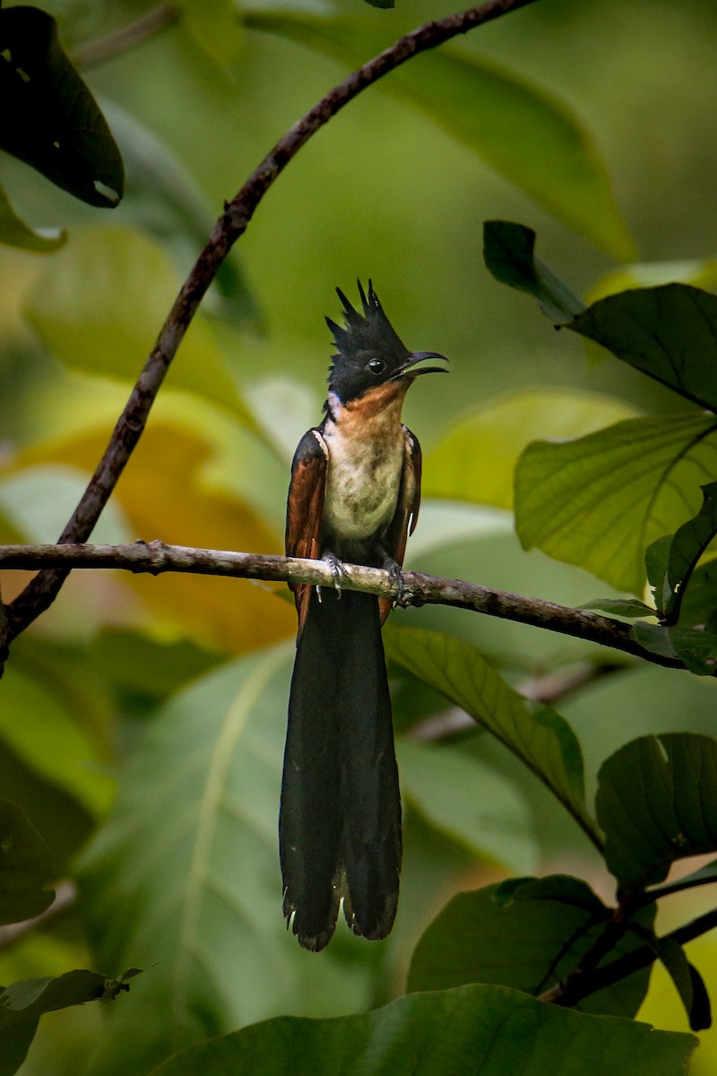 Chestnut-winged Cuckoo - ML640783629