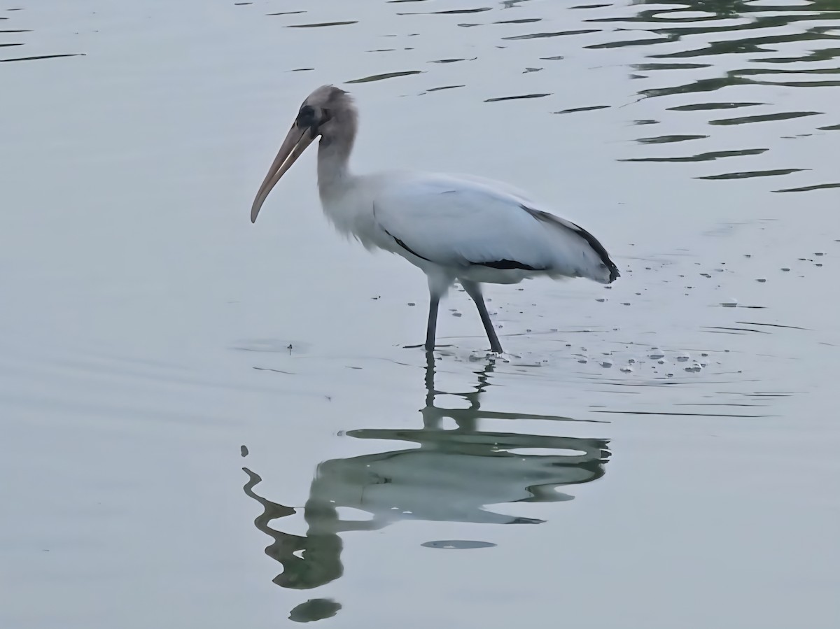 Wood Stork - ML640783651