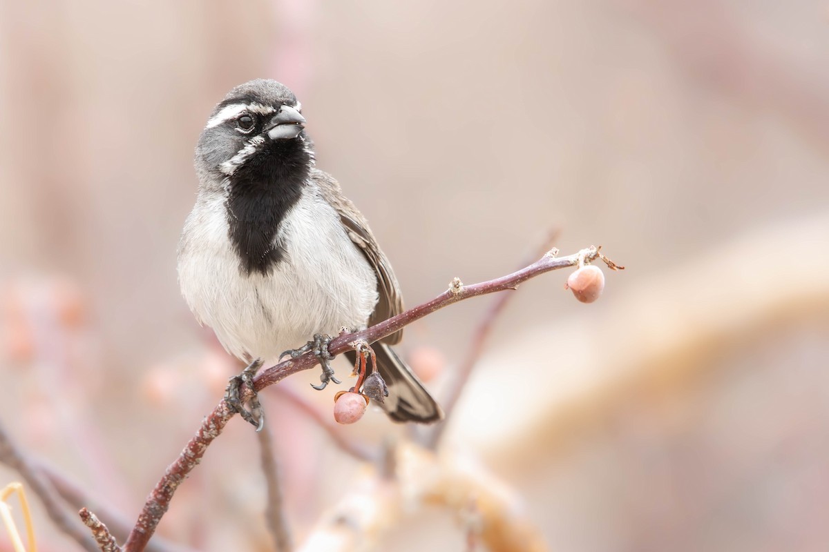 Black-throated Sparrow - ML640783688