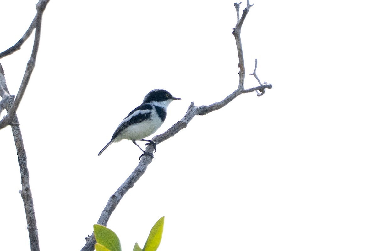 Pale Batis - ML640783700