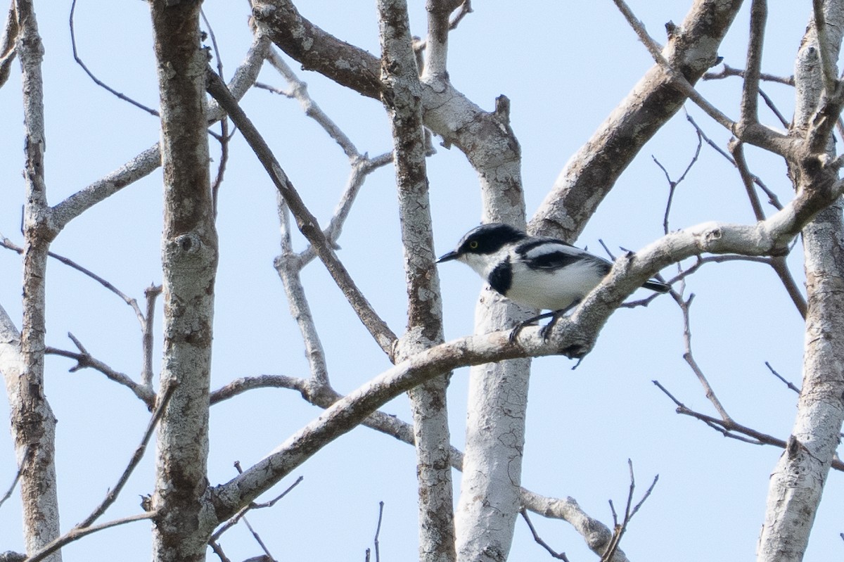 Pale Batis - ML640783701