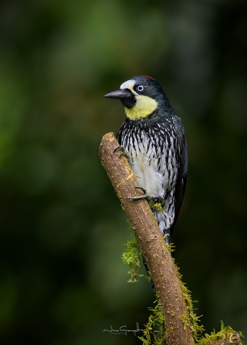 Acorn Woodpecker - ML640783745