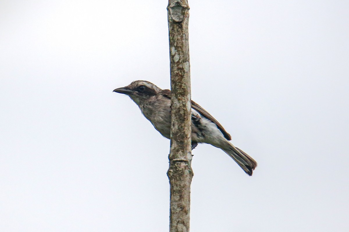 Common Woodshrike - ML640783771