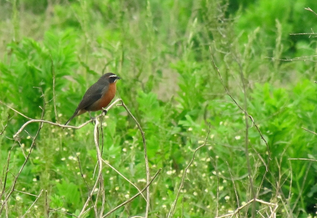 Black-and-rufous Warbling Finch - ML640783773