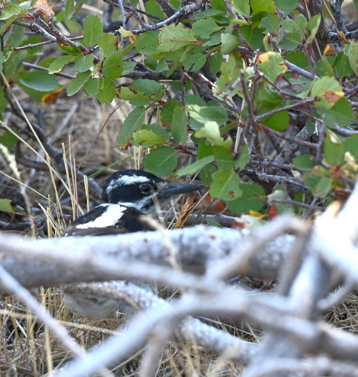 Hairy Woodpecker (Rocky Mts.) - ML640783831