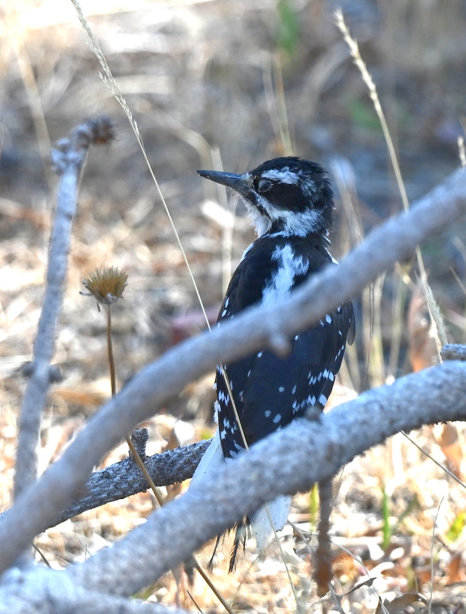 Hairy Woodpecker (Rocky Mts.) - ML640783832