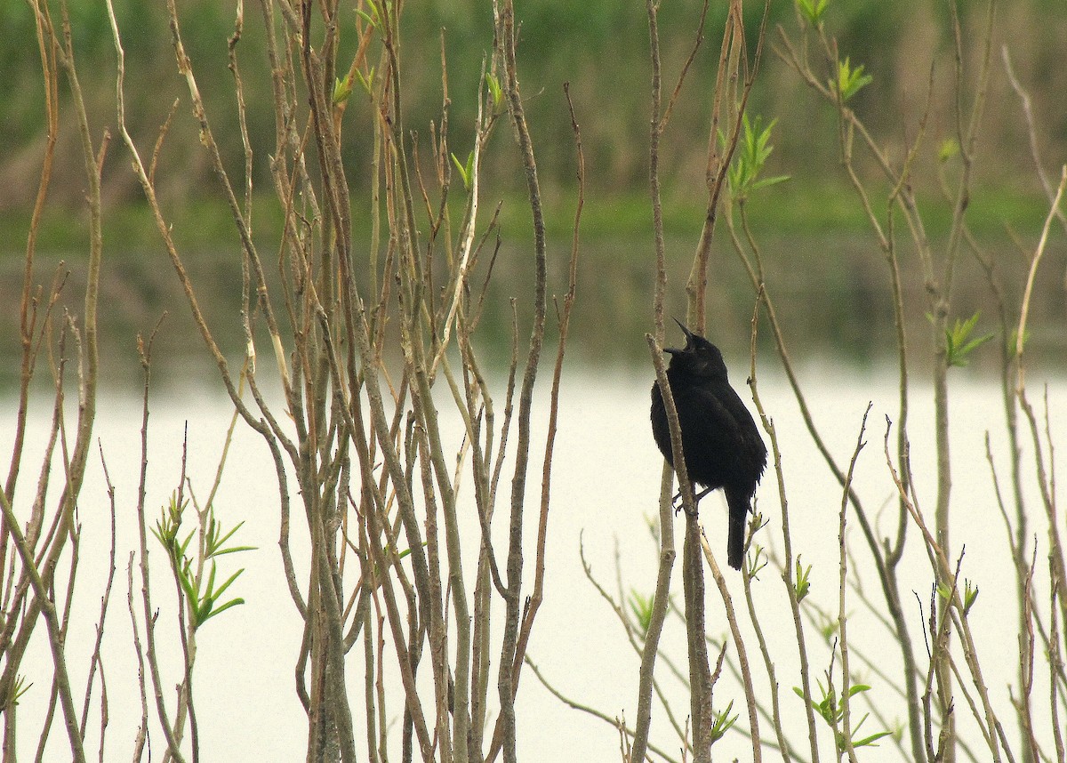 Yellow-winged Blackbird - ML640783850