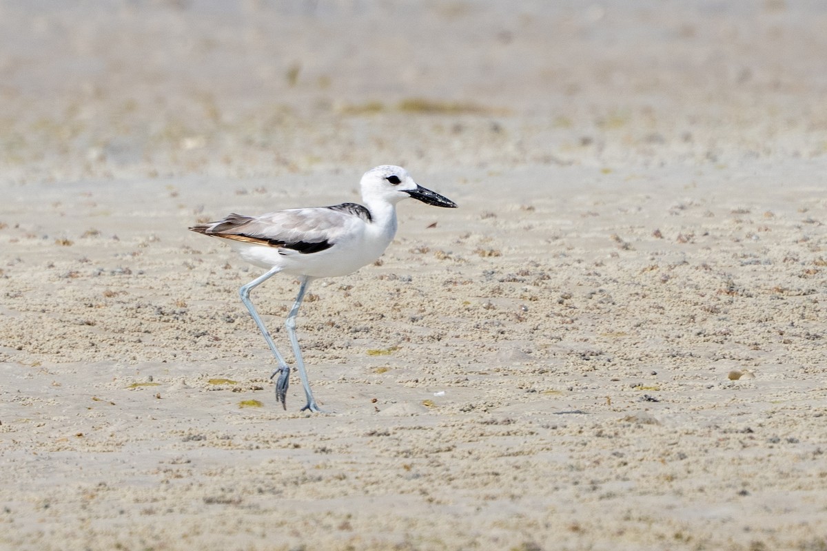 Crab-Plover - ML640783891