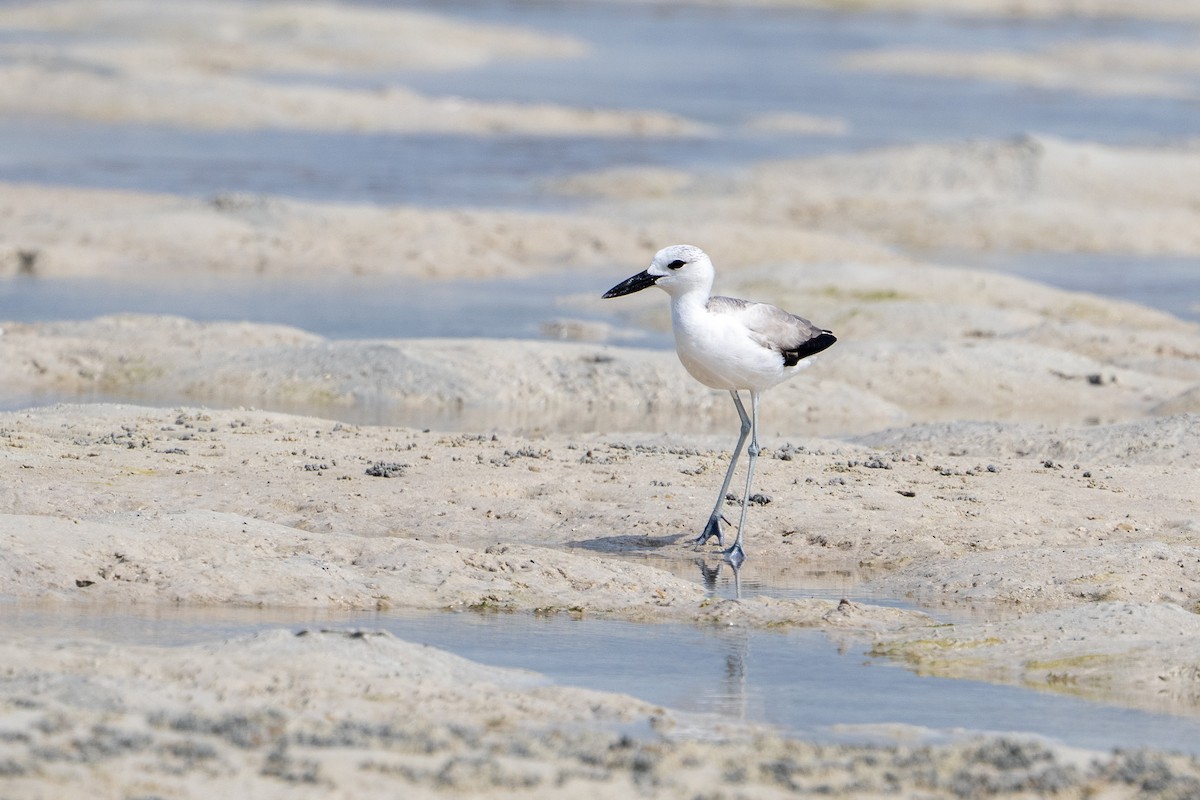 Crab-Plover - ML640783892