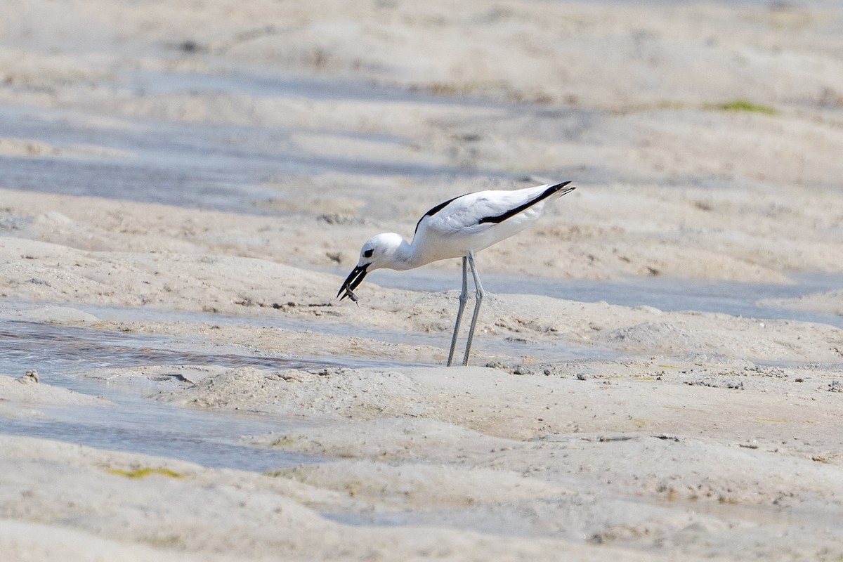 Crab-Plover - ML640783894