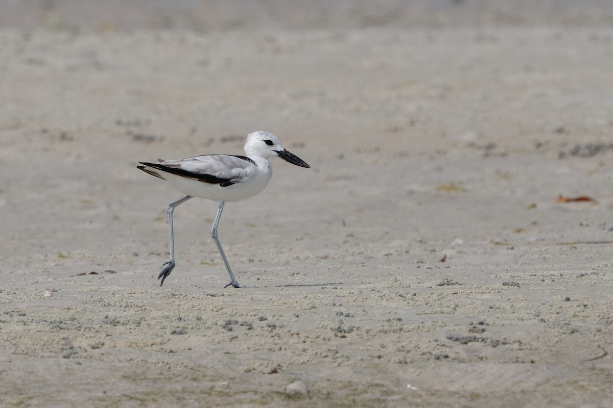 Crab-Plover - ML640783895