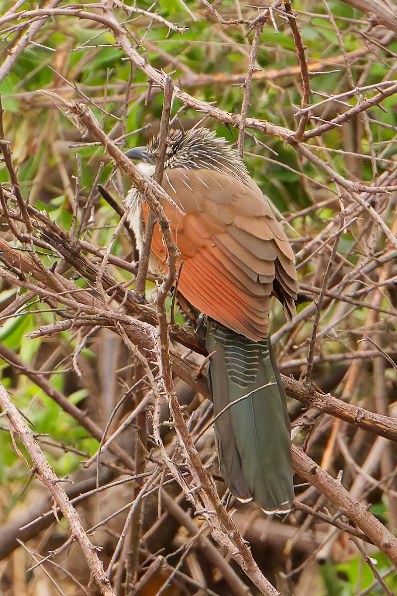 White-browed Coucal - ML640783916