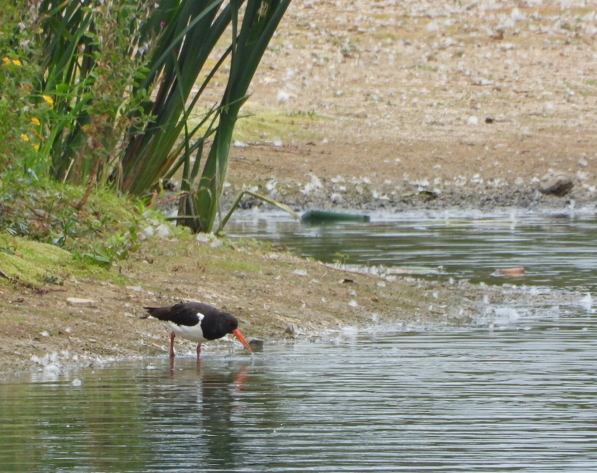 Eurasian Oystercatcher - ML640783924