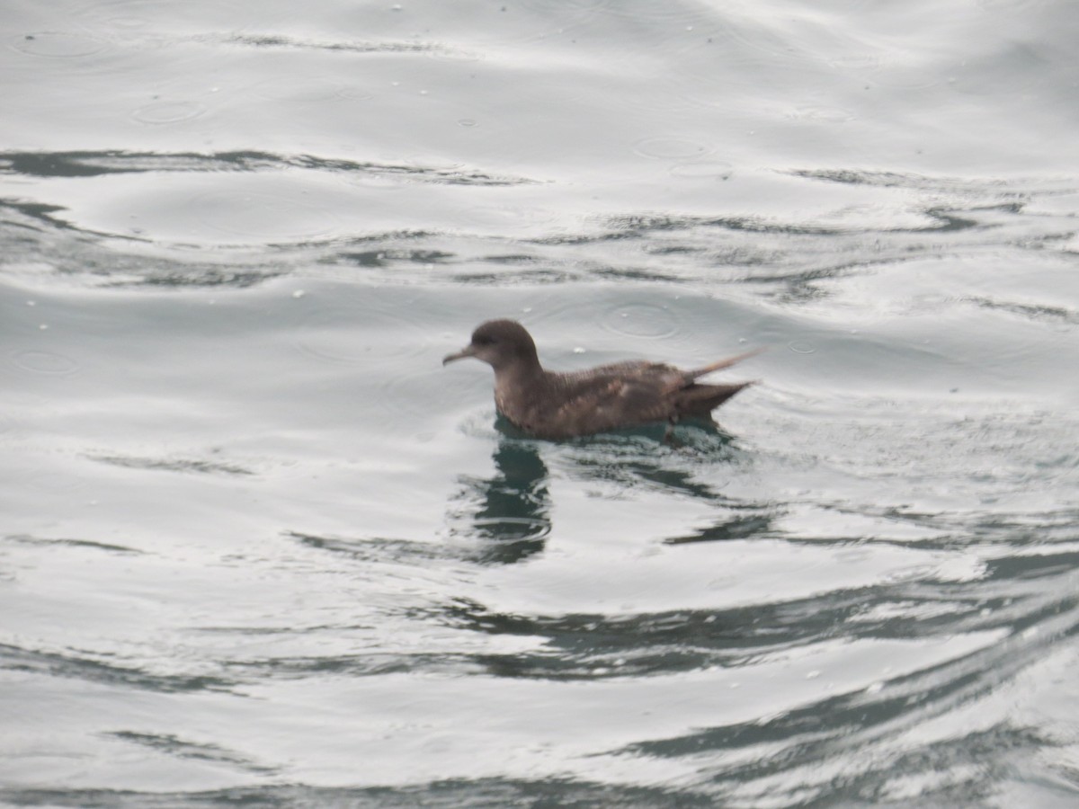 Short-tailed Shearwater - ML640784188