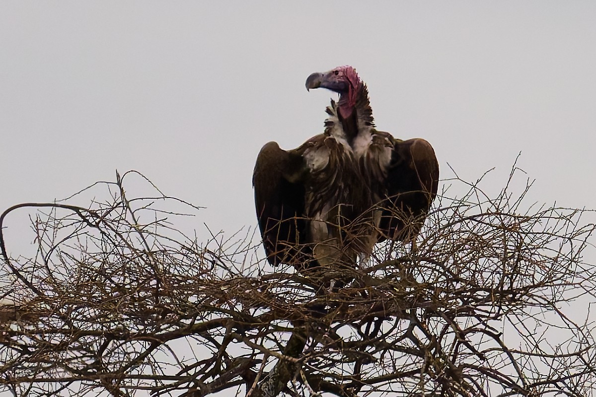 Lappet-faced Vulture - ML640784239
