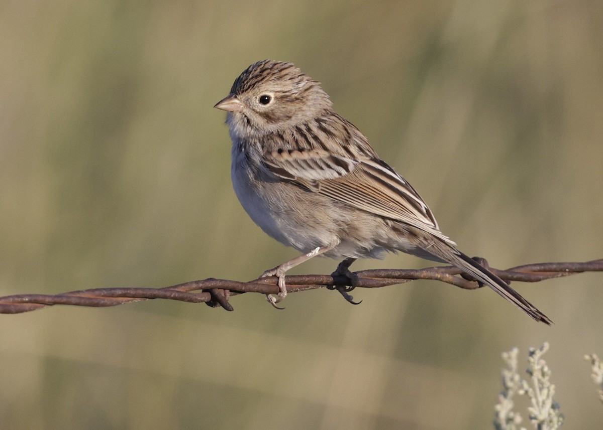 Карнатка лучна - ML640784269