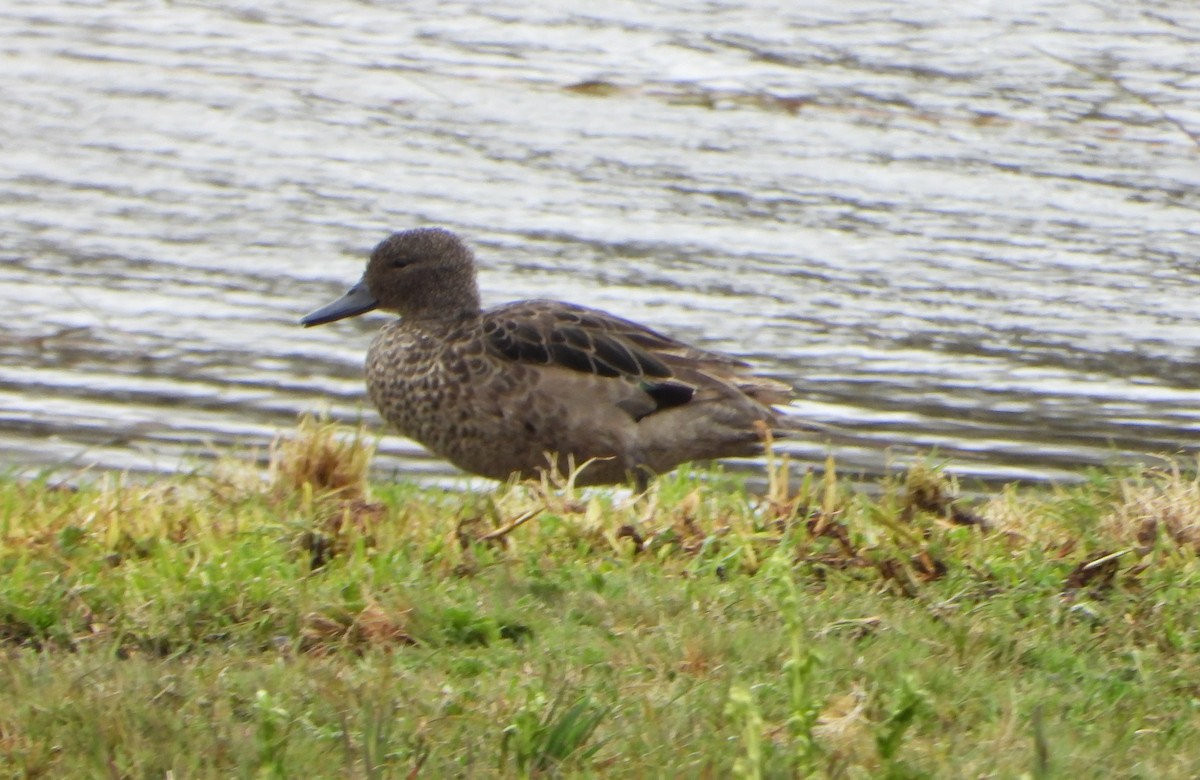 Andean Teal - ML640784403