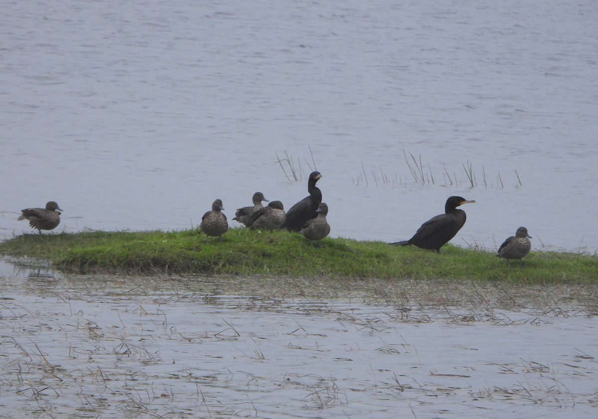 Andean Teal - ML640784406