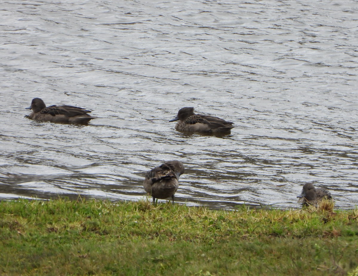 Andean Teal - ML640784407