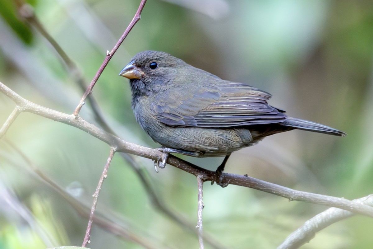 Sooty Grassquit - ML640784419