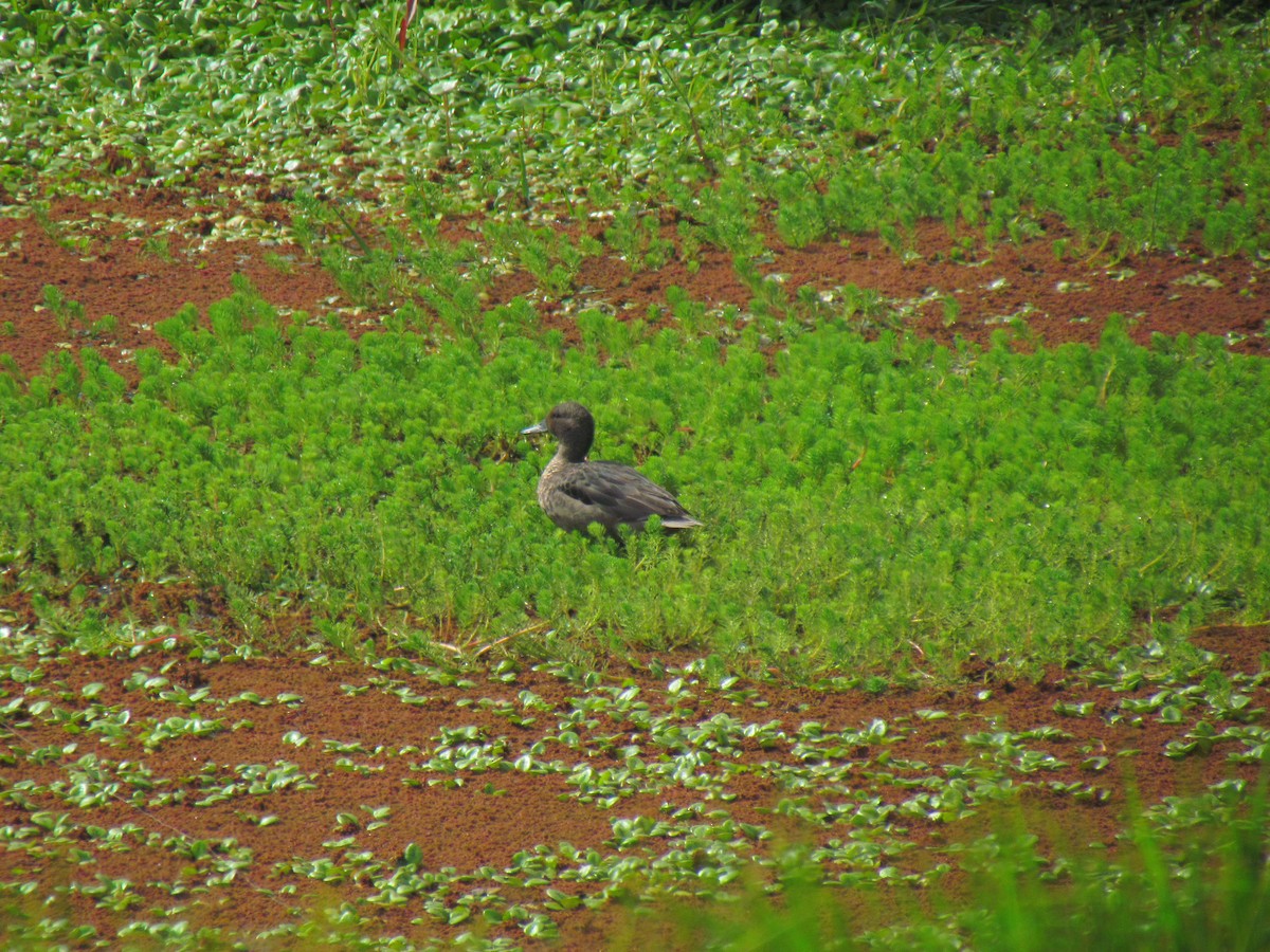 Andean Teal - ML640784425